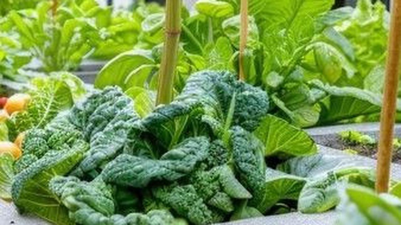 Jadi, jangan ragu untuk memanfaatkan lahan sempit di rumah Anda dan mulailah bercocok tanam dengan teknik hidroponik ini.