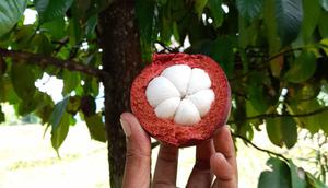 Buah Manggis khas Kabupaten Purwakarta. Foto (Liputan6.com/Asep Mulyana)