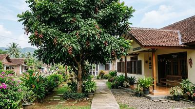 7 Tips Merawat Pohon Matoa agar Cepat Rindang, Daunnya Lebat dan Tumbuh Sehat