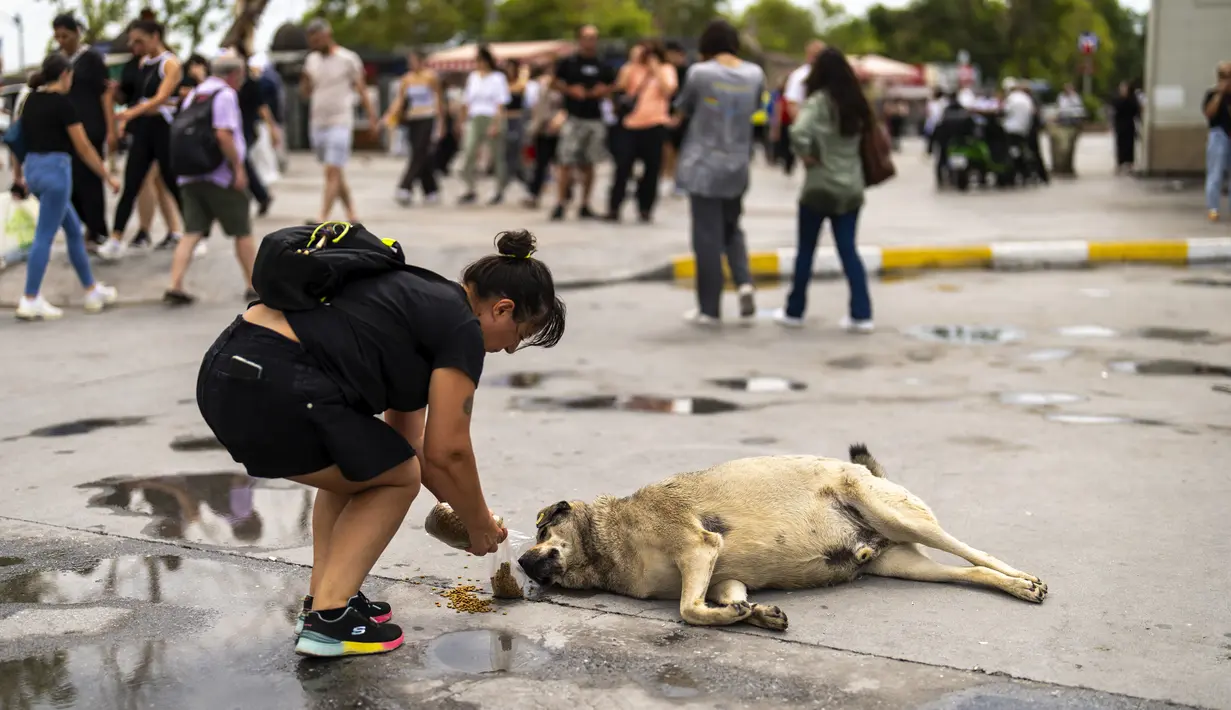 Rancangan undang-undang tersebut, yang diajukan partai berkuasa di Turki, mempertemukan kelompok-kelompok yang mengadvokasi jalan-jalan yang lebih aman dan bebas dari anjing liar dengan para aktivis hak-hak hewan yang menuntut penarikan RUU tersebut. (AP Photo/Francisco Seco)