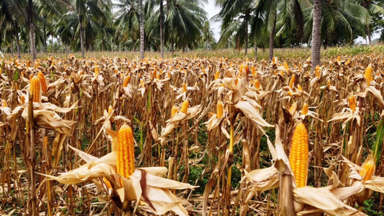 Februari - Maret, Panen Raya Sentra Jagung Nasional Diprediksi Lebih Tinggi