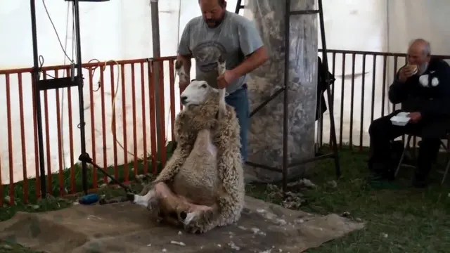 Ayo menyimak cara bagaimana mencukur bola domba yang menjadi bahan dasar kain wool.