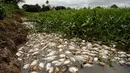Ribuan ikan mati mengapung di atas permukaan sungai Confuso di Kota Villa Hayes, Paraguay, 14 Oktober 2017. Menurut ilmuwan, kematian ribuan ikan bisa disebabkan menipisnya kandungan oksigen yang ada di dalam air. (AP Photo/Jorge Saenz)
