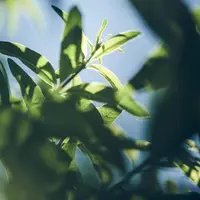 Kebaikan verbena bagi kesehatan kulit (Dok: L'Occitane)