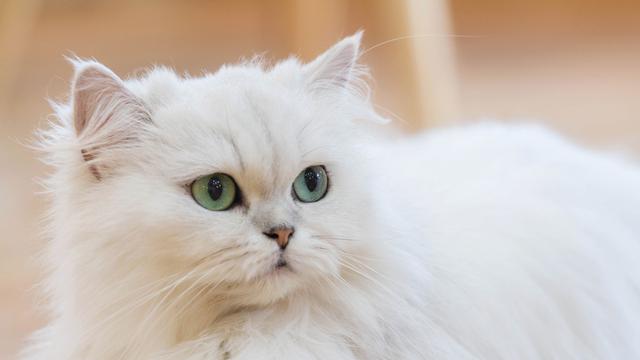 12 Masalah Kesehatan yang Dialami Kucing, Waspadai Tanda-Tandanya