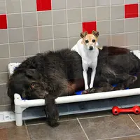 Kehilangan Keluarga, Dua Anjing Ini Terus Berpelukan | Boredpanda.com