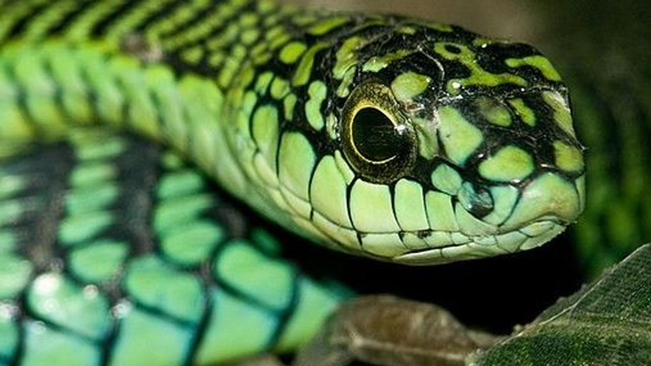 8. Boomslang<br>