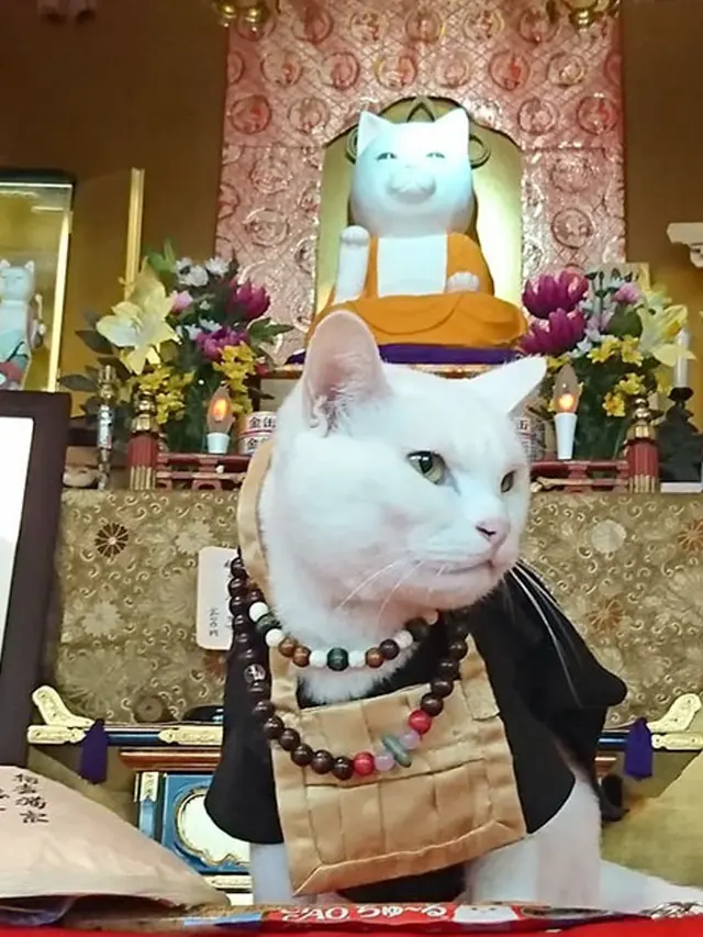 Gemasnya Kuil Kucing di Jepang, Pecinta Kucing Pasti Suka