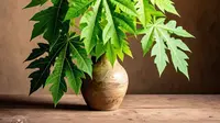 Cara Menghilangkan Rasa Pahit pada Daun Pepaya, Gunakan Bahan Dapur Ini