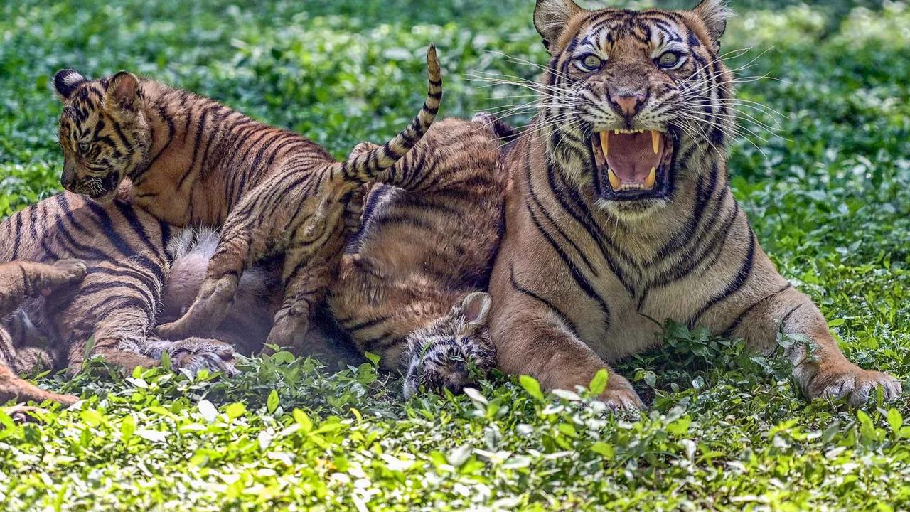 FOTO: Tingkah Menggemaskan Empat Anak Harimau Sumatra di Taman Safari Prigen