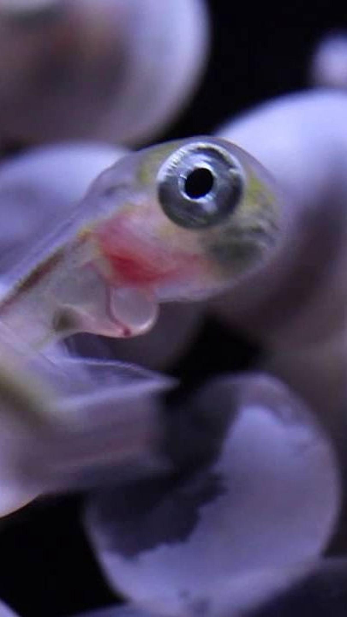 4. Wolf Eels Betina Mampu Menghasilkan 10.000 Telur<br>