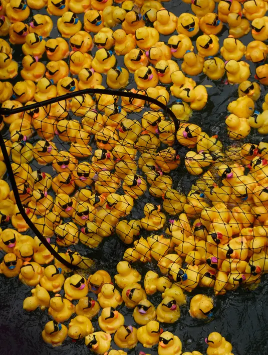Sejumlah bebek karet dilemparkan ke sungai Chicago untuk acara penggalangan dana tahunan Derby Ducky di pusat kota Chicago, Kamis (9/8). Semua dana yang terkumpul akan digunakan untuk Special Olympics Illinois. (AP Photo/Annie Rice)