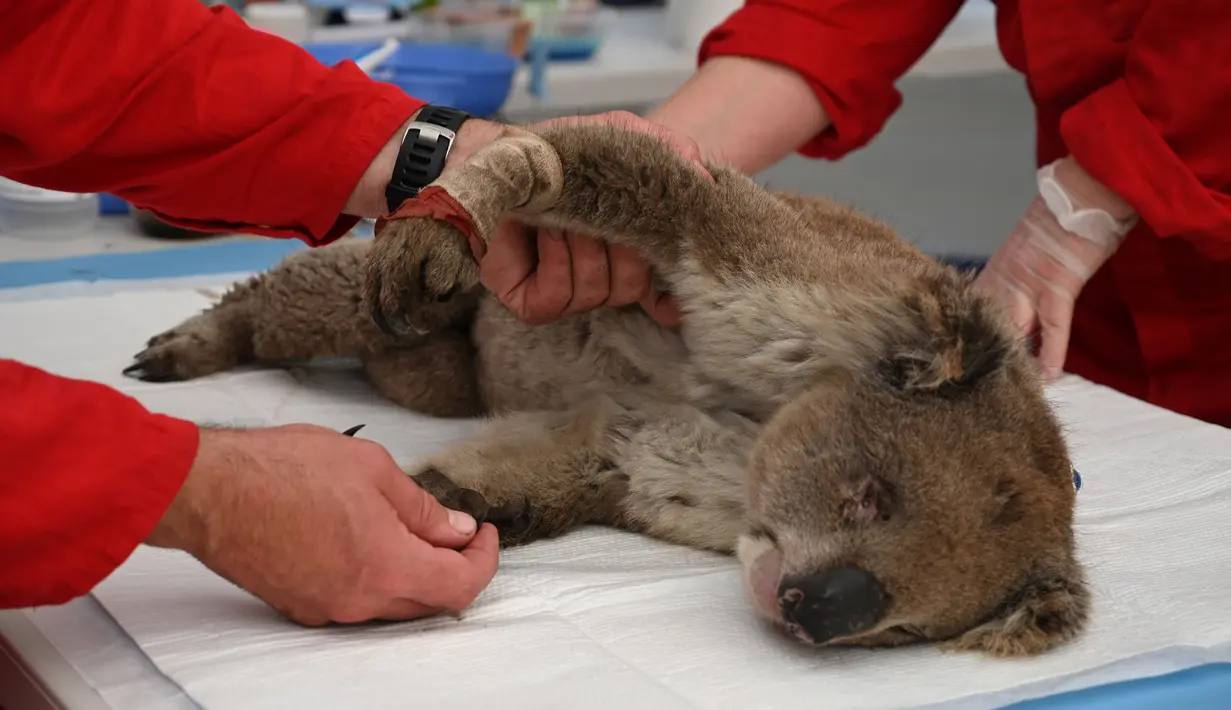 Koala yang terluka bakar mendapat perawatan di Kangaroo Island Wildlife Park, Pulau Kanguru, Australia, 14 Januari 2020. Bulu koala yang tebal dan kecenderungan mereka untuk memanjat pohon lebih tinggi ketika terancam menghambat mereka untuk bergerak cepat ketika kebakaran terjadi. (PETER PARKS/AFP)