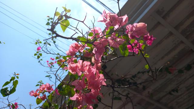 Foto menggunakan kamera 48 MP di luar ruangan menggunakan Samsung Galaxy M22 (Liputan6.com/Giovani Dio Prasasti)