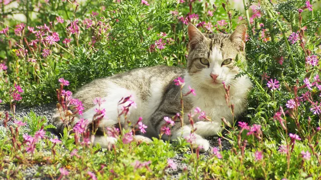 Catnip, Tanaman Rahasia yang Bikin Kucing Bahagia