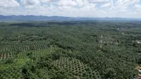 Perkebunan kelapa sawit di Desa Samuntai, Kecamatan Long Ikis, Kabupaten Paser, Kalimantan Timur yang berada di dekat pemukiman penduduk. Kawasan perkebunan ini berbatasan langsung dengan hutan yang dijaga oleh masyarakat setempat.