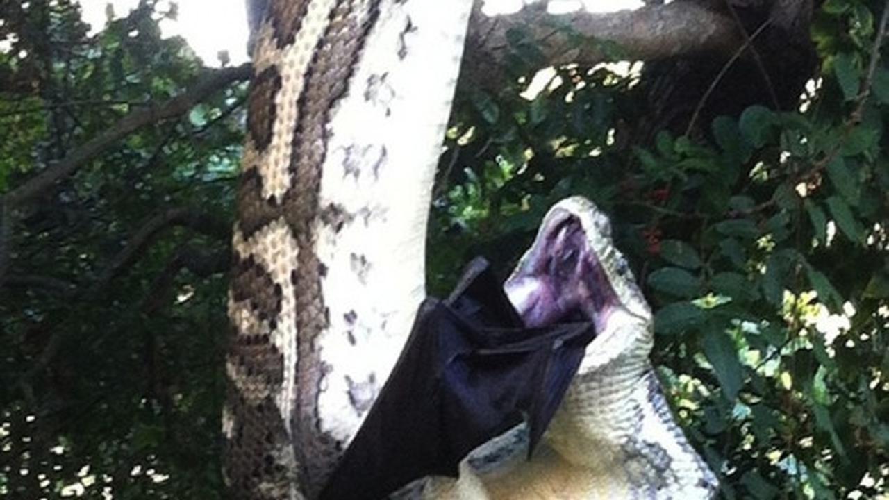 Bergelantungan, piton raksasa ini telan "Batman" 30 menit
