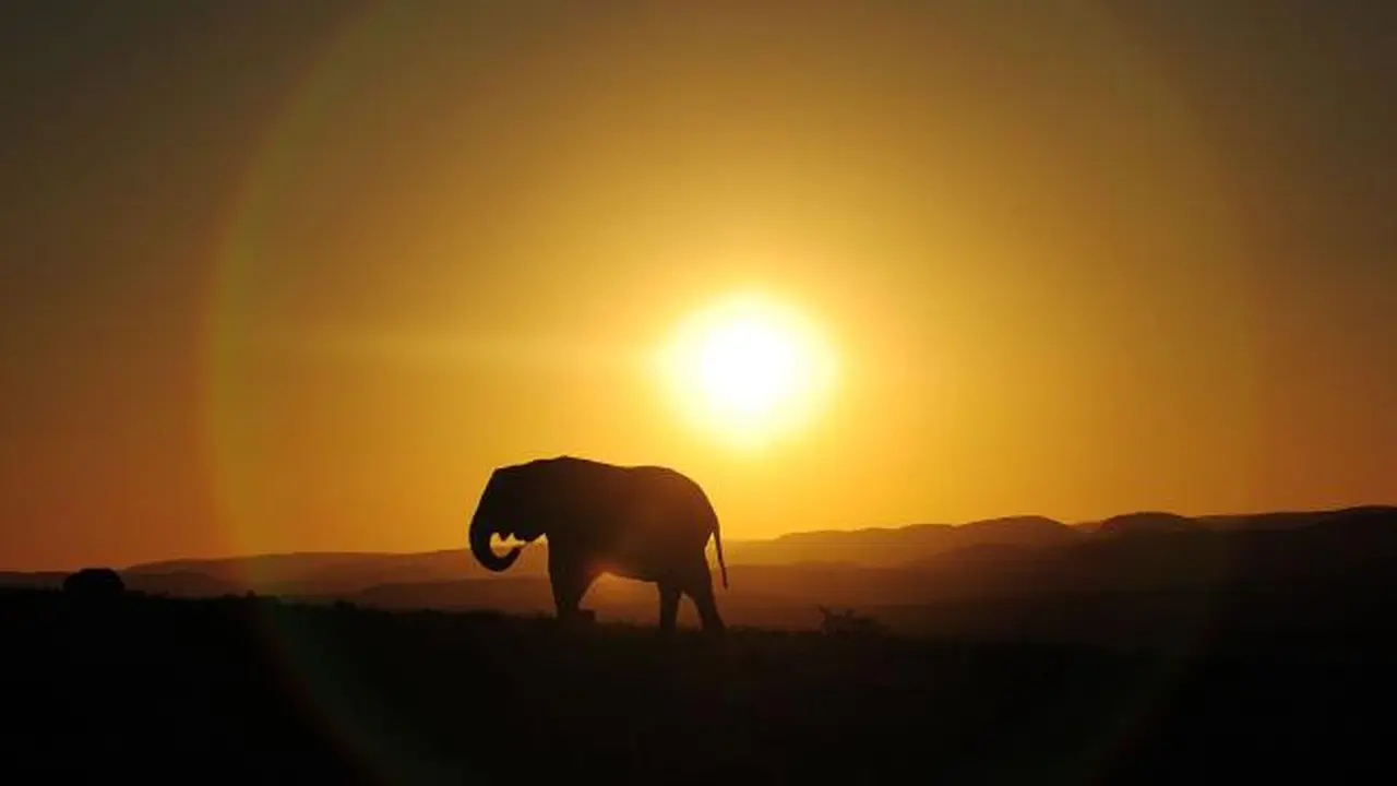 Gajah Afrika