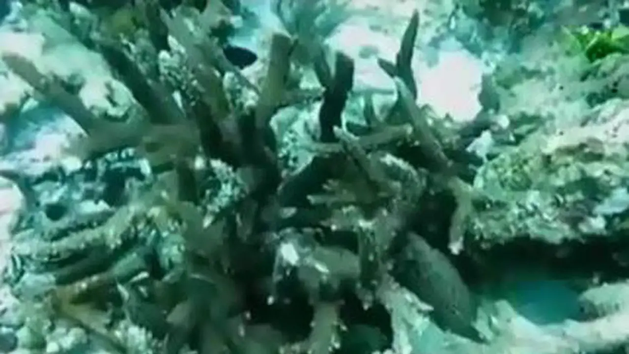 Terumbu karang Raja Ampat Rusak