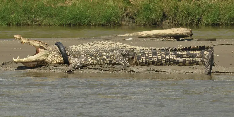 Kisah Nahas Buaya Berkalung Ban yang Sering Hebohkan Warga Palu