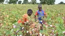 Sejumlah petani memanen kapas di ladang dekat Boromo, Burkina Faso, 19 Oktober 2021. Jutaan orang di Burkina Faso mengandalkan hidupnya dari kapas. (ISSOUF SANOGO/AFP)