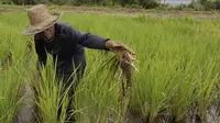 Mentan Bongkar Peredaran Pupuk Palsu, Bikin Petani Rugi Rp 3,2 Triliun