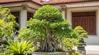 10 Rekomendasi Tanaman Bonsai Depan Rumah Terbaik 2026, Percantik Tampilan Hunian