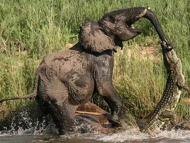 Seekor gajah yang tengah asyik minum air di sungai tiba-tiba diserang buaya di Afrika Selatan, Kamis (5/2/2015). (Dailymail)