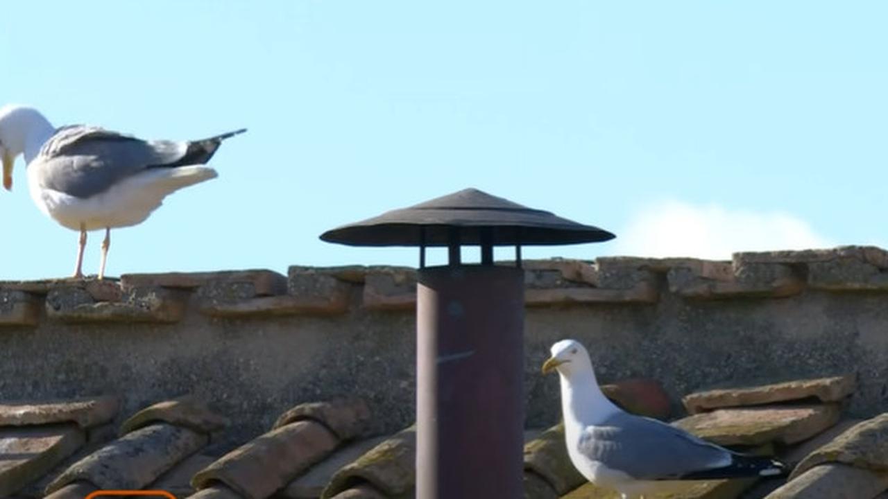 Burung Larus