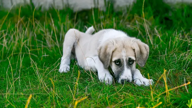 Ilustrasi anjing sakit (pixabay)