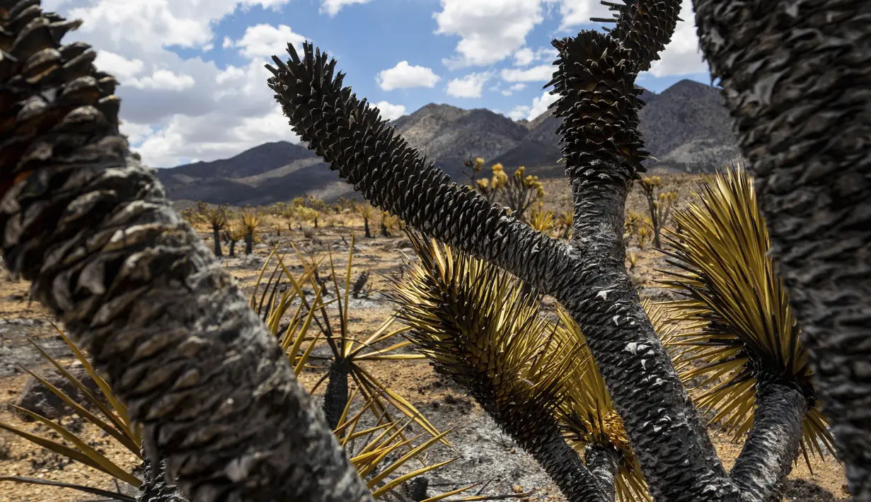 Api telah membakar lebih dari 70 ribu hektare kawasan tersebut. Kebakaran tersebut juga membakar pohon Joshua dan yucca yang ada di Cagar Alam Nasional Mojave.  (AP Photo/Ty O'Neil)