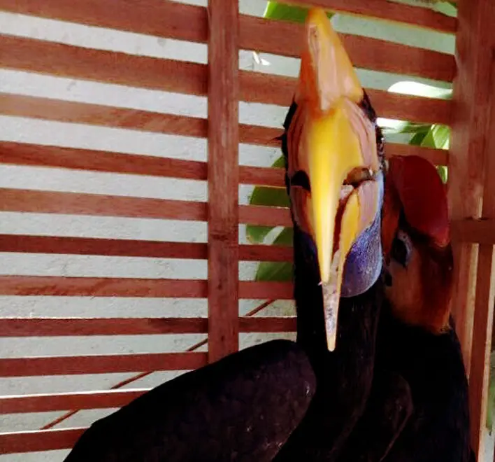 Petugas BPPH Kementerian Lingkungan Hidup dan Kehutanan (LHK) Wilayah III Sulawesi menggagalkan pengiriman empat ekor burung enggang atau rangkong. (Liputan6.com/Ahmad Yusran)