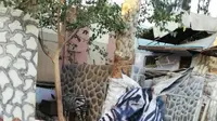 Kelabui Pengunjung, Kebun Binatang Ini Warnai Keledai agar Mirip Zebra