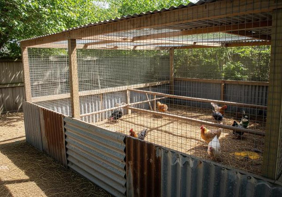 Kandang Ayam Semi Terbuka dengan Dinding Seng/Desain Kandang Ayam dari Seng Bekas Sederhana (Sumber; gemini.com)