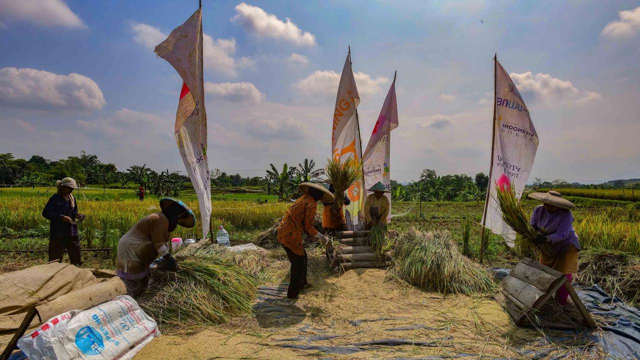 FOTO: Serapan Gabah Bulog Meningkat Perkuat Ketahanan Pangan Nasional