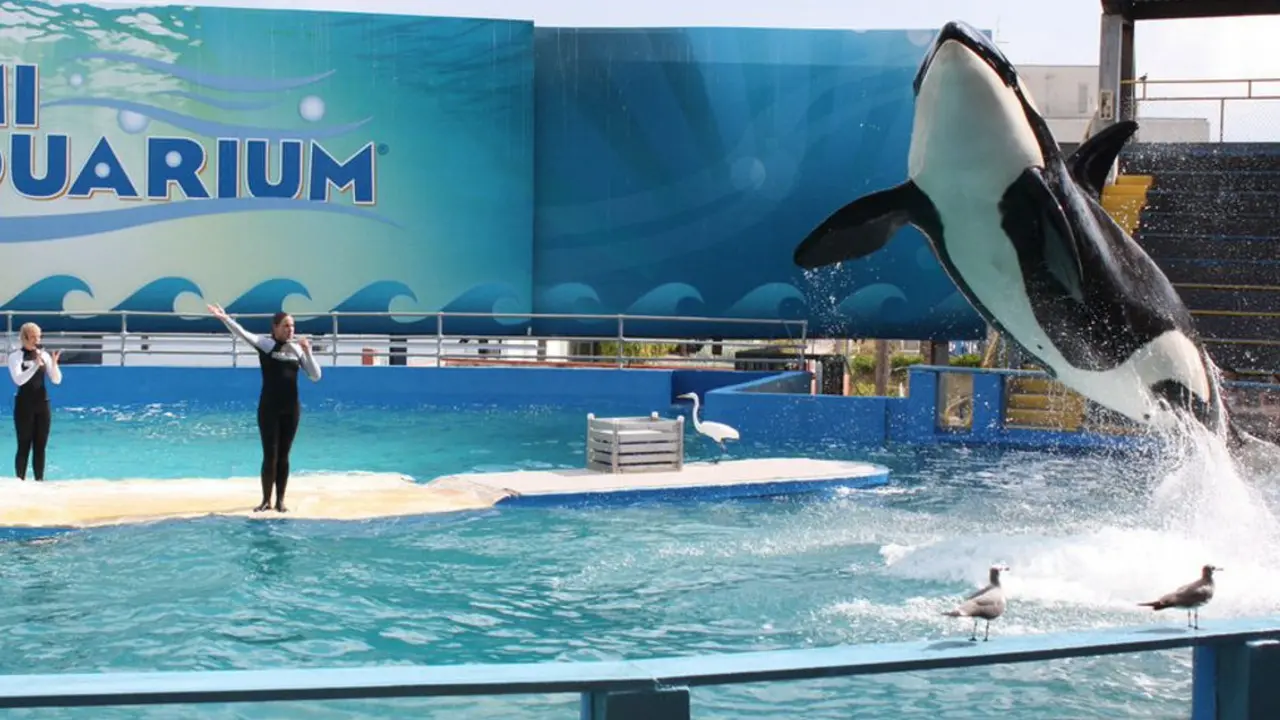 Paus orca Lolita di Miami Seaquarium