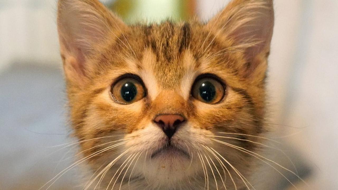 8 Cara Agar Tidak Takut Kucing,  Latihan Bertahap hingga Terapi Eksposure