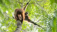 Pelepasliaran lima orangutan sitaan dari pemeliharaan illegal. (Foto: IAR Indonesia)