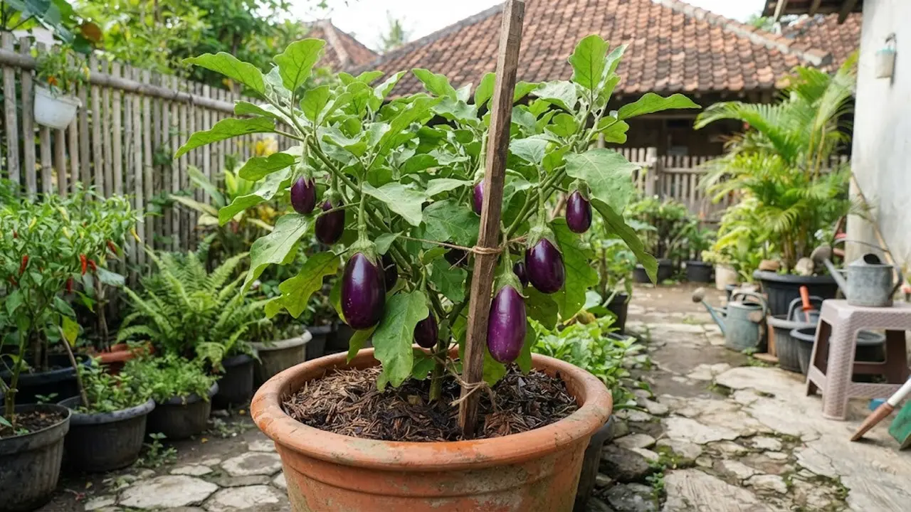 Cara Merawat Terong dalam Pot