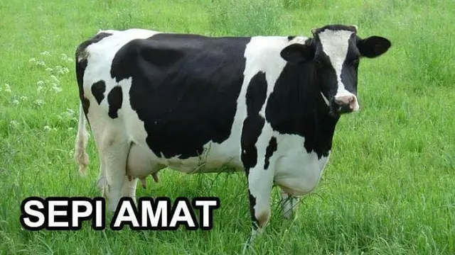 Gambar Plesetan Ini Dijamin Bikin Kamu Kesel Sekaligus Ngakak Ketawa