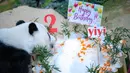 Panda raksasa Yi Yi menikmati kudapan ulang tahun di Kebun Binatang Nasional Malaysia, Selasa (14/1/2020). Yi Yi lahir pada Januari 2018. (Xinhua/Zhu Wei)