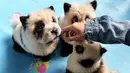 Pekerja bermain dengan anjing-anjing yang dicat putih dan hitam menyerupai panda di kafe Cute Pet Games di kota Chengdu, China, 23 Oktober 2019. Kafe ini memicu perdebatan panas para netizen tentang perawatan hewan akibat mengecat anjing-anjing itu menyerupai panda. (STR / AFP)