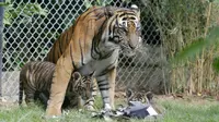 Seekor Harimau Sumatera, Sean bersama anaknya di dalam kandang Bali Zoo, Gianyar, Sabtu (28/7). Bali Zoo merayakan World Tiger Day dengan memperkenalkan secara ekslusif 3 bayi kembar Harimau Sumatera yang baru berusia tiga bulan. (AP/Firdia Lisnawati)