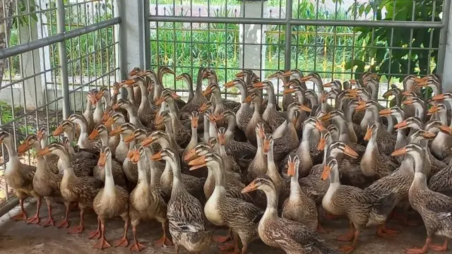Bebek Alabio/Foto: Balai Pembibitan Ternak Unggul dan Hijauan Pakan Ternak Pelaihari Kementerian Pertanian via bptuhptpelaihari.ditjenpkh.pertanian.go.id