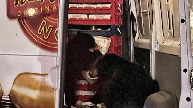 Beruang mencuri donat