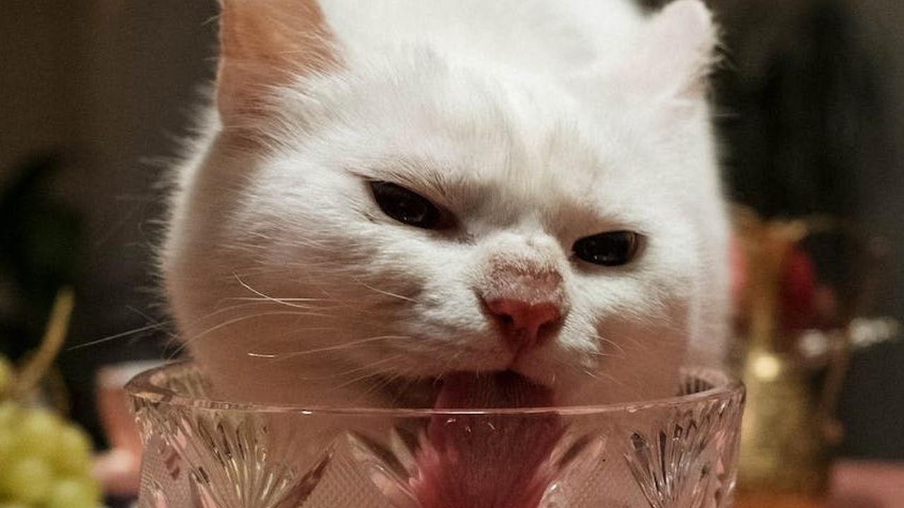 3. Sering Haus: Jika kucing terlihat sering minum tapi tidak mau makan, ini bisa menjadi gejala kucing cacingan.
