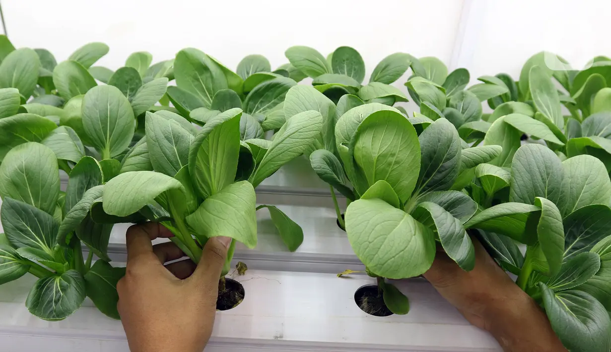 Petugas Suku Dinas KPKP Jakarta Selatan merawat tanaman yang ditanam menggunakan teknik hidroponik dalam container farming dan agro electrifying di Agro Edukasi Wisata Ragunan, Jakarta, Selasa (12/10/2021). Budidaya pertanian tersebut dilakukan tanpa menggunakan tanah. (Liputan6.com/Herman Zakharia)