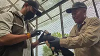 BKSDA Sulteng Pantau Kesehatan Satwa Langka Endemik Burung Maleo