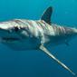 Bigeye threser atau yang dikenal dengan nama latin Alopias superciliosus, adalah salah satu jenis hiu terbesar di dunia. (