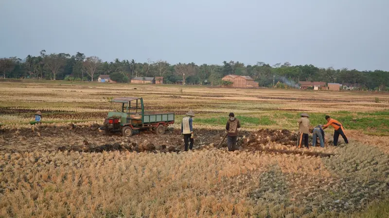 Petani menjual bongkahan sawah lantaran tak bisa ditanami pada musim kemarau. (Foto: Liputan6.com/Muhamad Ridlo)